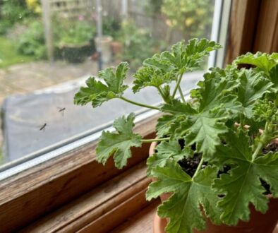 Green, lobed-leaf plant in a terracotta pot on a wooden windowsill, with a garden outside.