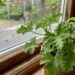 Green, lobed-leaf plant in a terracotta pot on a wooden windowsill, with a garden outside.