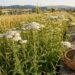 Meadow with white yarrow flowers beside a stone wall and a wicker basket of herbs on the edge of the path, village in the distance