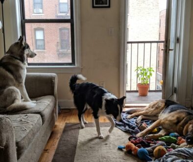 tihle-psi-b-vaj-kr-sn-ale-do-mal-ho-bytu-se-as-featured