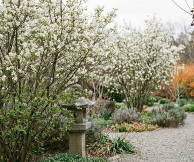 tohle-m-e-b-t-nov-superrostlina-esk-ch-zahrad-featured