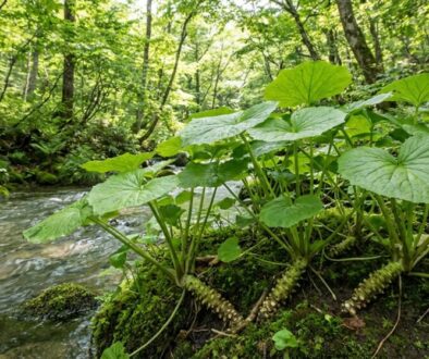 tuhle-rostlinu-dok-e-vyp-stovat-je-skute-n-odbor-featured