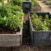 Gardener in gloves loosens soil in a wooden raised bed with tomato plants nearby.