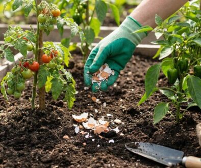Gardener wearing green gloves sprinkles crushed eggshells into soil between tomato and pepper plants in a raised-bed garden to deter pests.