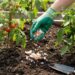 Gardener wearing green gloves sprinkles crushed eggshells into soil between tomato and pepper plants in a raised-bed garden to deter pests.