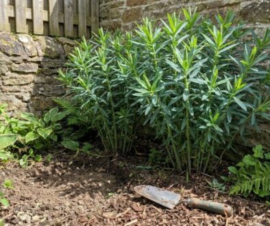 Garden corner with a stone wall, a blue-green shrub, ferns, and a gardening trowel lying on the soil mulch.