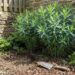 Garden corner with a stone wall, a blue-green shrub, ferns, and a gardening trowel lying on the soil mulch.