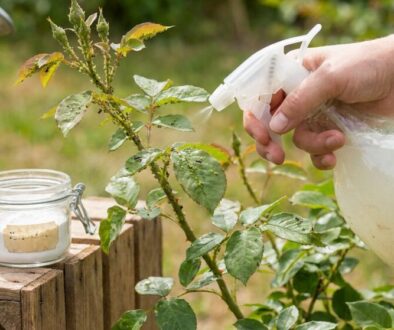 Gardener misting a rose bush with a spray bottle in a garden.