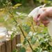 Gardener misting a rose bush with a spray bottle in a garden.
