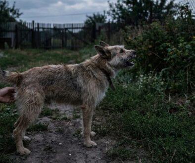 A scruffy dog on a leash being guided by a person in a yard at dusk, mouth open as if barking or panting.