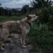 A scruffy dog on a leash being guided by a person in a yard at dusk, mouth open as if barking or panting.