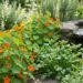 Cluster of orange nasturtium flowers with round green leaves in a garden near a stone water feature.